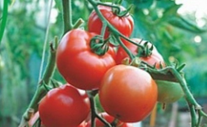 Tomato juggler - f1 descrierea soiului hibrid, recomandări pentru cultivarea unei culturi bune de roșii