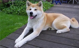 Топ-10 найдорожчих собак - китайська чубата собака розплідник vittoria dell amore