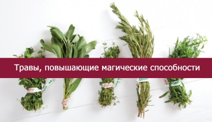 Трави, що підвищують магічні здібності - езотерика і самопізнання