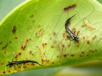 Excursii pe plante de interior metode de eliminare