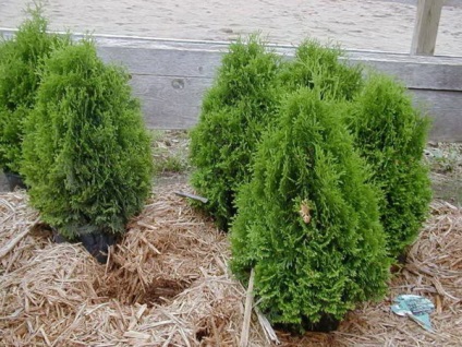 Specii și soiuri Thuja cu o fotografie