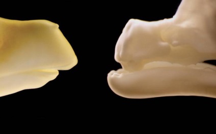 Вчені створили курчат з зубами динозавра - індустріалка - новини запорожья