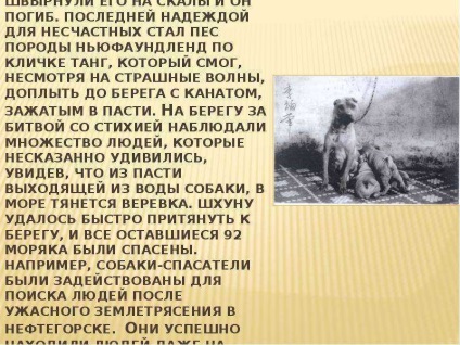 Урок по темі собаки-рятувальники - презентація до уроку навколишній світ