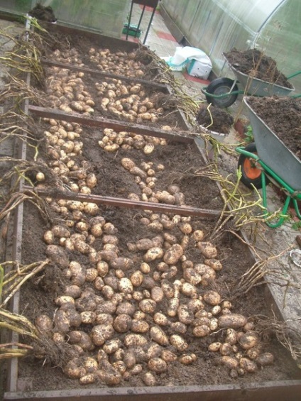 Урожай картоплі на малій ділянці