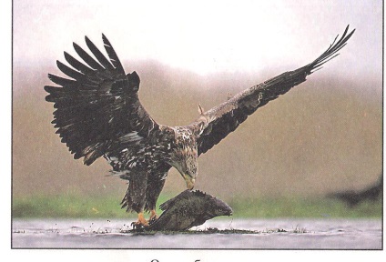 Усний екологічний журнал - & quot; орлан-білохвіст птах 2013 року - quot