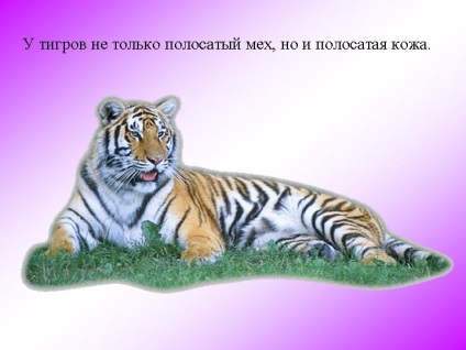 У тигрів не тільки смугасте хутро, але й смугаста шкіра - презентація 566-4