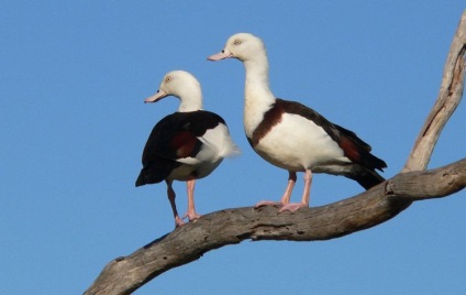 Duck pecanka ce fel de pasăre este asta