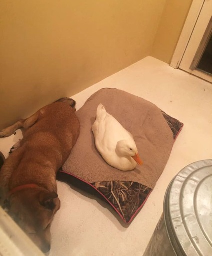 Duck a salvat câinele de la depresie în 2 ani - xoxo - prelungim viața)