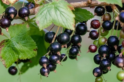 Care ribizli őszi felkészülés a téli, transzplantáció egy új helyen, bármely hónapban