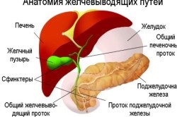 Ulcerul vezicii biliare cu definiție a funcției