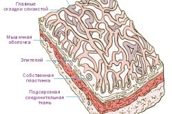 Узі жовчного міхура з визначенням функції