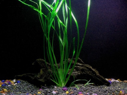 Валліснерія фото і види, вирощування і догляд за акваріумних рослиною