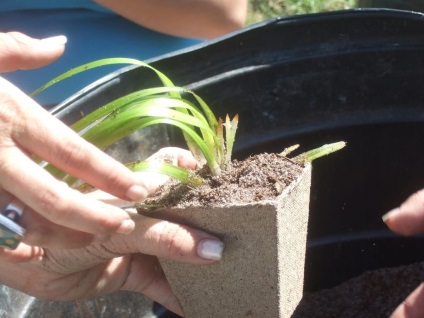 Vallisneria fotografie și specie, cultivarea și îngrijirea unei plante de acvariu