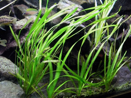 Vallisneria fotografie și specie, cultivarea și îngrijirea unei plante de acvariu