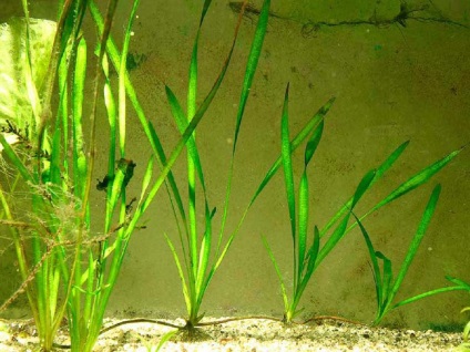 Vallisneria fotografie și specie, cultivarea și îngrijirea unei plante de acvariu