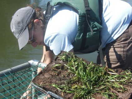 Vallisneria fotografie și specie, cultivarea și îngrijirea unei plante de acvariu