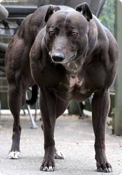 Wendy este câinele cel mai musculos, bloggerul alyxa pe site-ul de pe 28 mai 2012, o bârfă