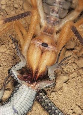 Camel Spider