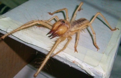 Camel Spider