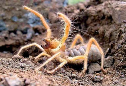 Camel Spider