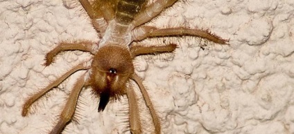 Camel Spider