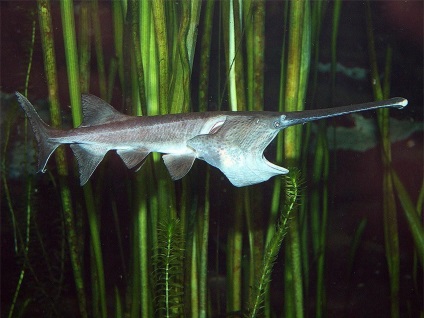 Paddlefish este cel care poartă padele sub apă