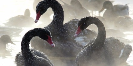 Вести економіка - криза, що насувається і три - чорних лебедя