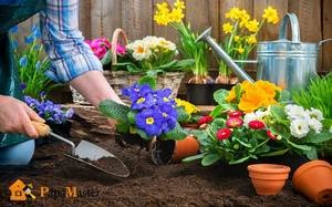 A választás a növények a kertben udvar és kert, készítése ágy az országban, évelő és egynyári virágok