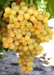 Виноград кишмиш - користь і шкода