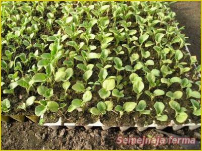 Cultivarea vinetelor - vinete - legume - biblioteca - ferma de familie