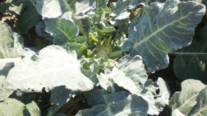 Broccoli în creștere în aer liber