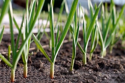 Cultivarea usturoiului, tehnologie de creștere a usturoiului