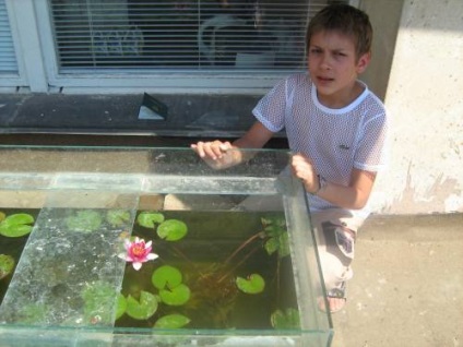 Cultivarea nymphaea