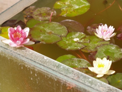 Cultivarea nymphaea