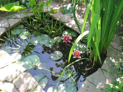 Cultivarea nymphaea