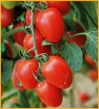 Cultivarea roșiilor de cireșe - roșii și la modă, și gustoase