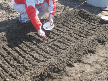 Cultivarea unei radacini timpurii la dacha