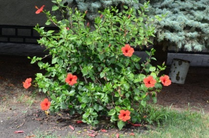 Növekvő kert hibiszkusz és gondozás