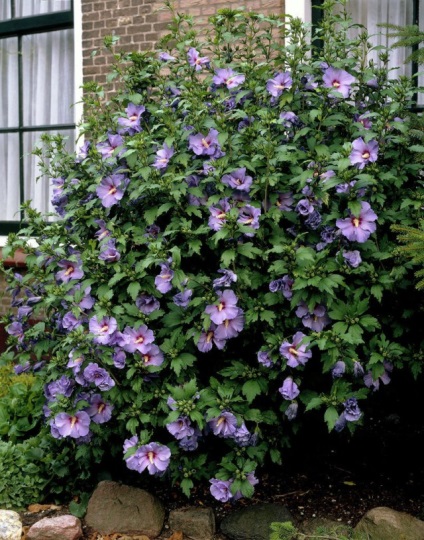 Növekvő kert hibiszkusz és gondozás