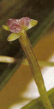 Cultivarea Vallisneria (continuare)
