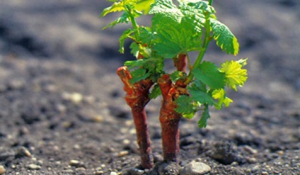 Cultivarea strugurilor de la chibouk