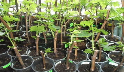 Вирощування винограду з цибухів особливості посадки
