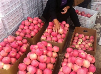 Cultivarea merelor în China, totul despre China - orașe, stațiuni, atracții, hoteluri, video