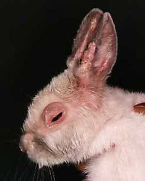 Boala hemoragică virală a iepurilor, omedvet