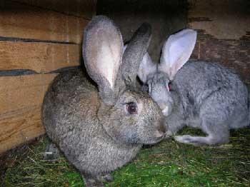 Boala hemoragică virală a iepurilor, omedvet
