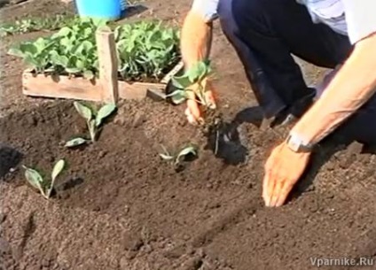 Plantarea răsadurilor în paturile de semințe și semințele de însămânțare utilizând metoda mitlayer