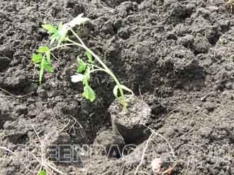 Висаджування розсади помідорів і капусти в грунт