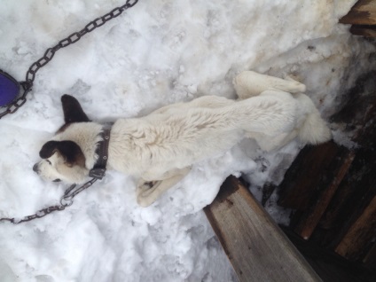 У комі кинутий на прив'язі пес повільно помирав від голоду • захист прав тварин в росії