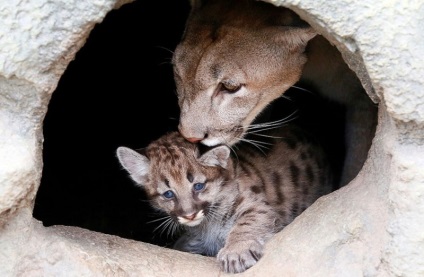 În grădina zoologică din Krasnoyarsk au arătat tânărul puma