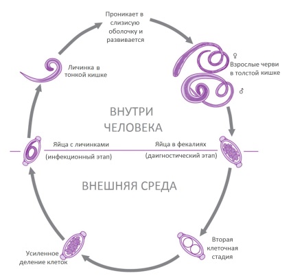 Власоглав у людини життєвий цикл, будова, симптоми, лікування